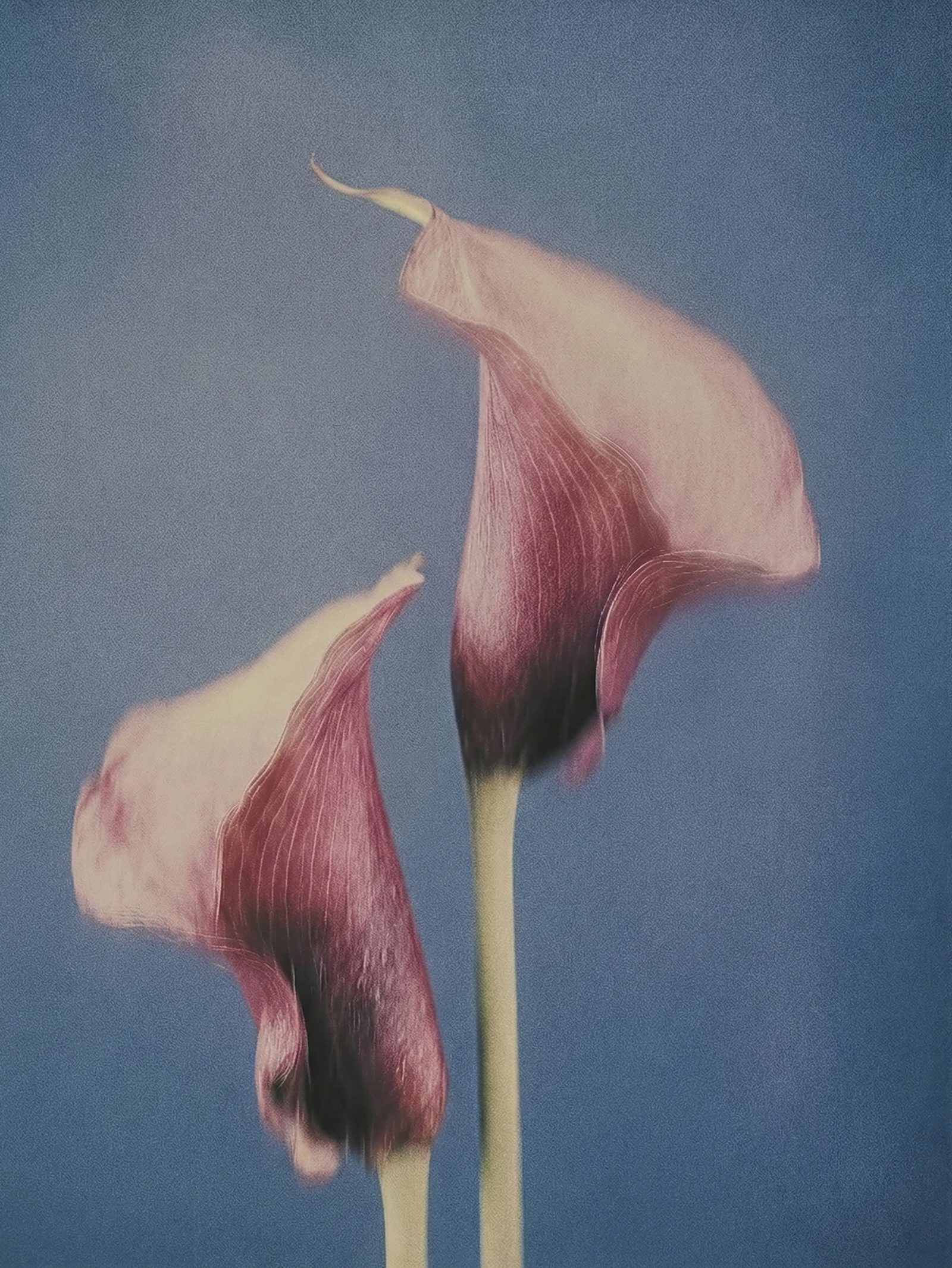 Botanical fine art photograph by Neave Bozorgi