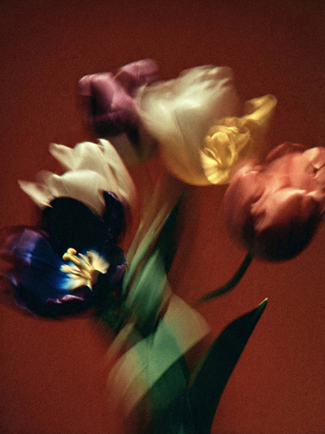 Botanical fine art photograph by Neave Bozorgi