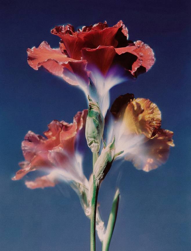 Botanical fine art photograph by Neave Bozorgi