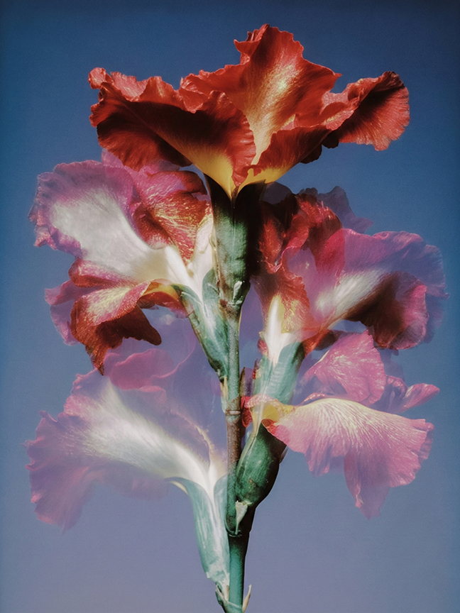 Botanical fine art photograph by Neave Bozorgi